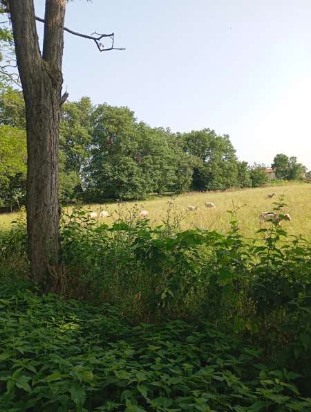 recherche des femmes cougars